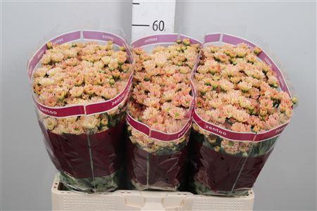 <h4>Chr S Rossi Smokey</h4>