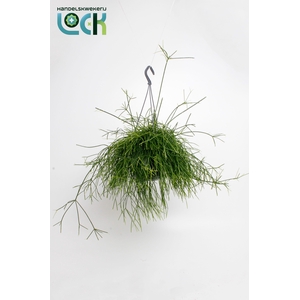 Rhipsalis Cassutha