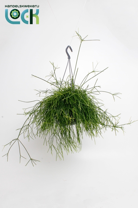 <h4>Rhipsalis Cassutha</h4>