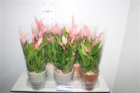 <h4>Anthu Lilli</h4>