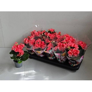 !! PROMO !! BEGONIA PINK NETJA P9
