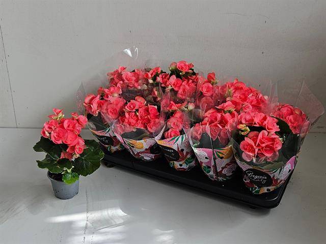 <h4>!! PROMO !! BEGONIA PINK NETJA P9</h4>