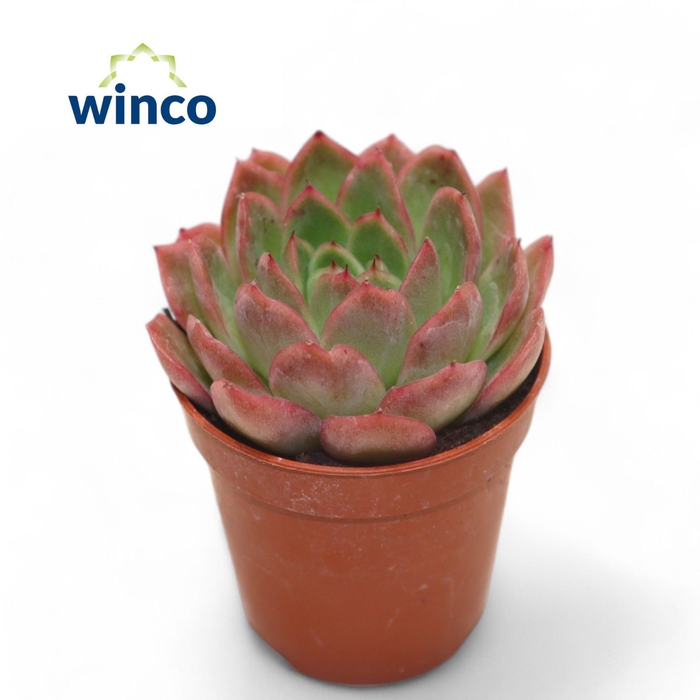 <h4>Echeveria Gilva (red)</h4>