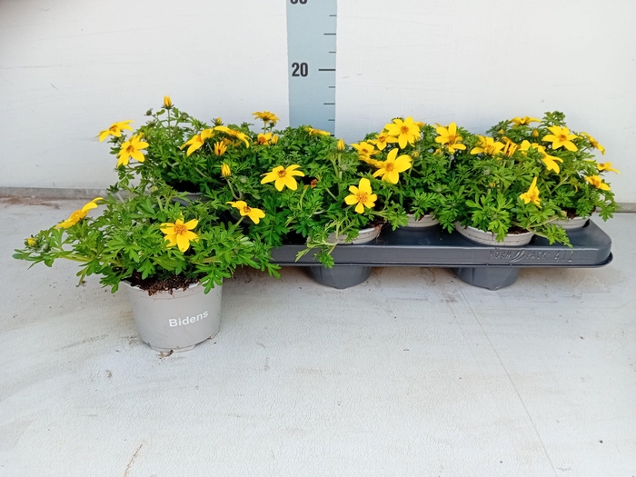 <h4>BID YELLOW CHARM</h4>