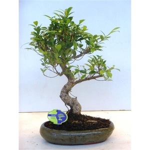 Ficus retusa, 29cm., shape, without drip tray