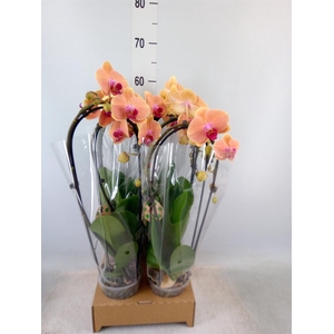 Phalaenopsis  'Elegant Cascade'