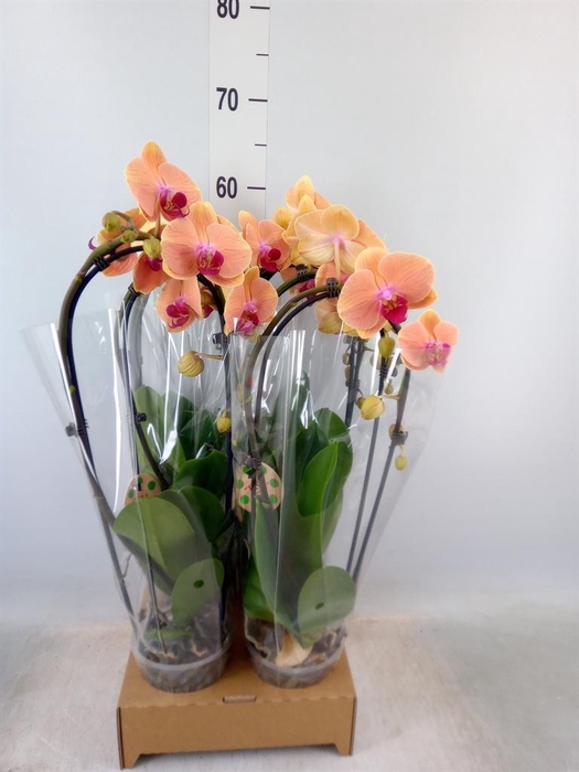 <h4>Phalaenopsis  'Elegant Cascade'</h4>