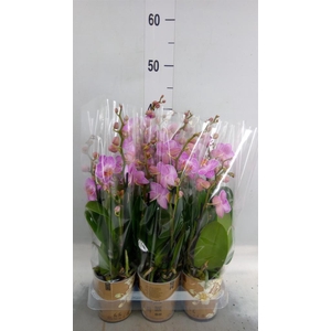 Phalaenopsis multi.   ...rose