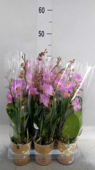 <h4>Phalaenopsis multi.   ...rose</h4>