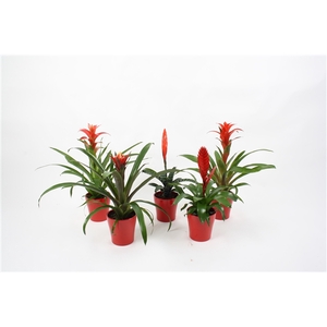 Bromelia mix Rood + rood keramiek