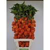 Physalis Overig