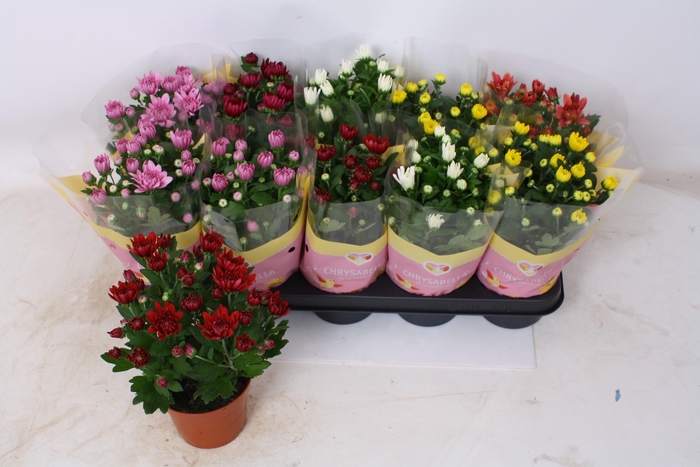 <h4>CHRYS GEVULDBL GEM</h4>