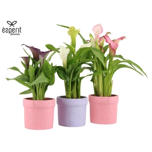 2501146: Solutionss Lovess