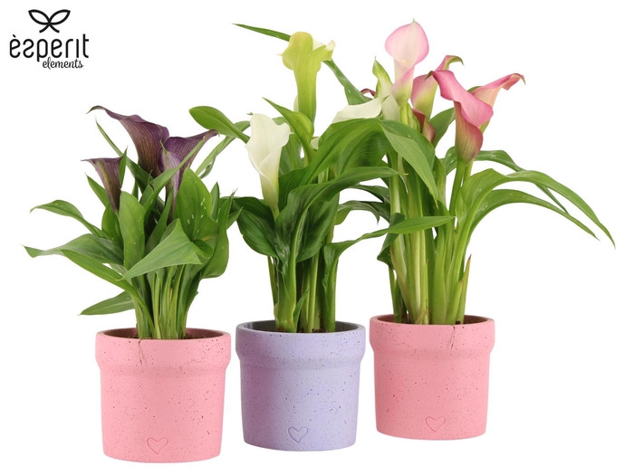 <h4>2501146: Solutionss Lovess</h4>