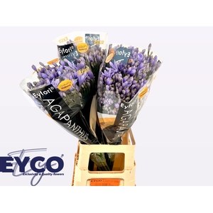 Agapanthus Eyfori Light Blue 70cm