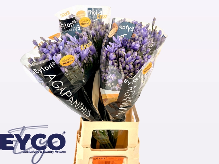 Agapanthus Eyfori Light Blue 70cm