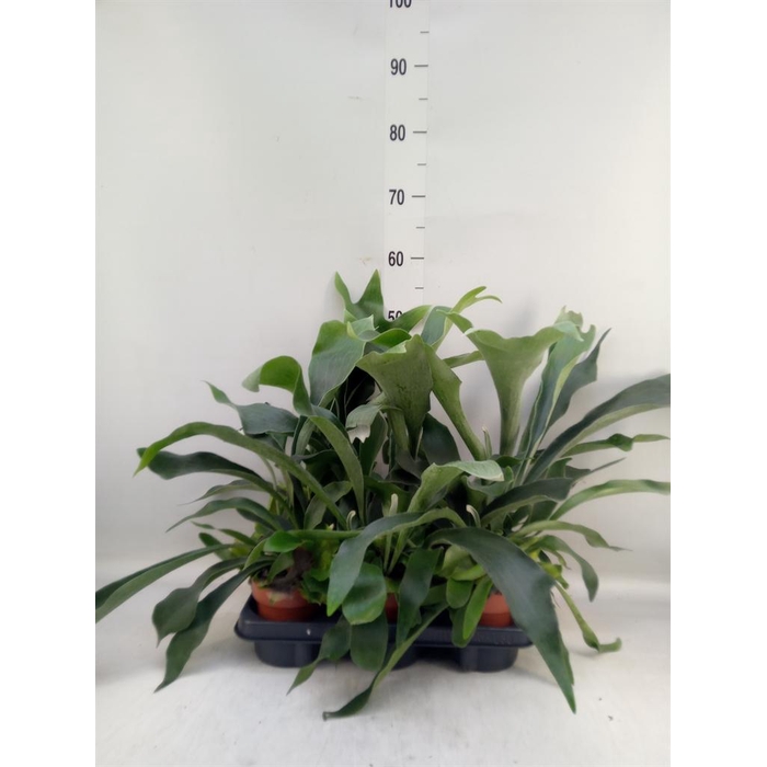 <h4>Platycerium bifurc.</h4>