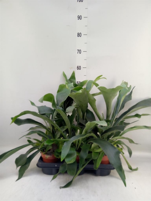 <h4>Platycerium bifurc.</h4>