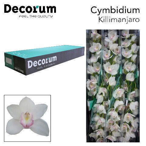 <h4>CYMB T KILIMANJARO Decorum 60cm.</h4>