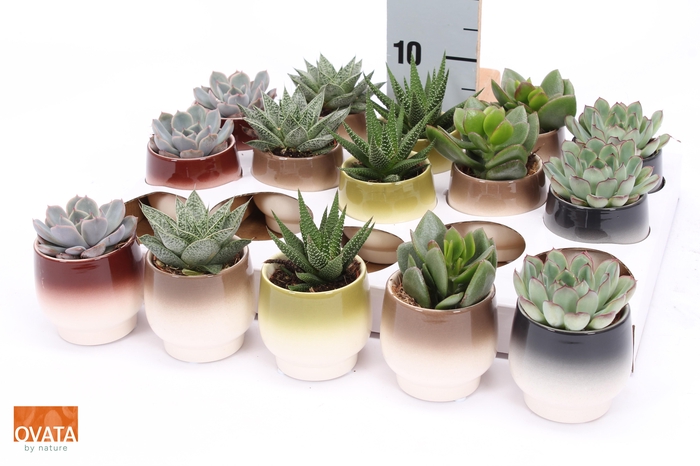 <h4>SUCC GEM 5 SRT</h4>