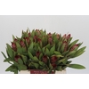 Protea Robijn