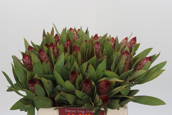 <h4>Protea Robijn</h4>