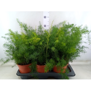 Asparagus dens. 'Sprengeri'