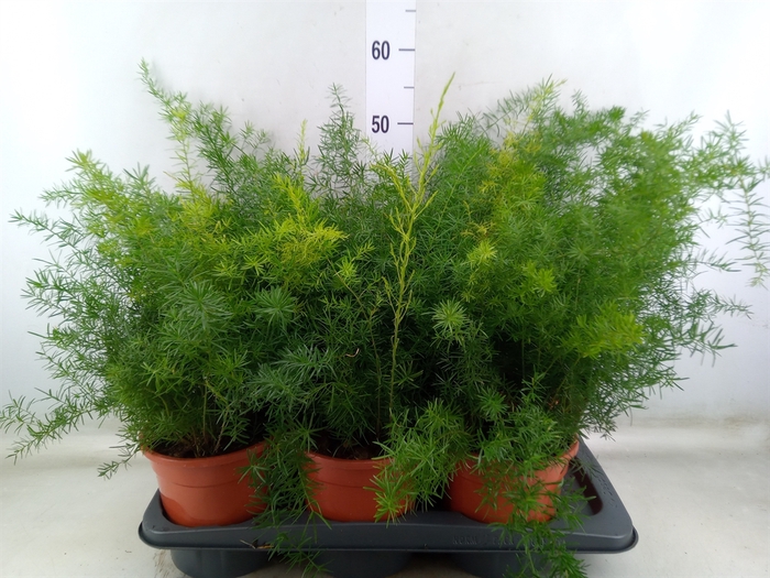 <h4>Asparagus dens. 'Sprengeri'</h4>