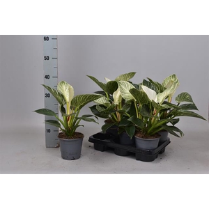 Philodendron Birkin 14Ø 35cm
