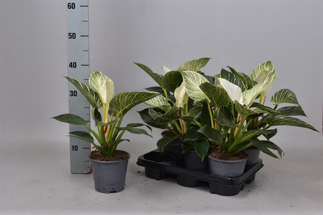 Philodendron Birkin 14Ø 35cm