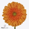 Gerbera diamond eureka