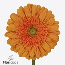 <h4>Gerbera diamond eureka</h4>