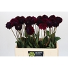 Dahlia Black Lars