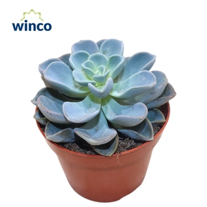 Echeveria Orpet