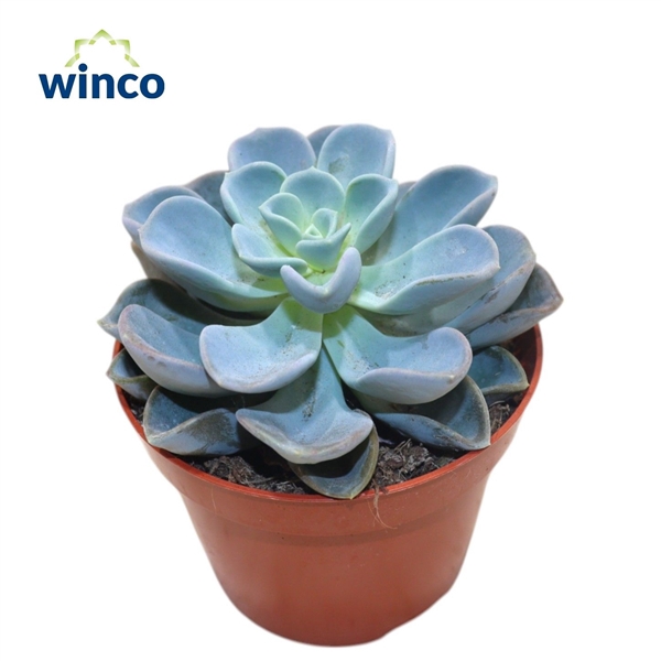 <h4>Echeveria Orpet</h4>