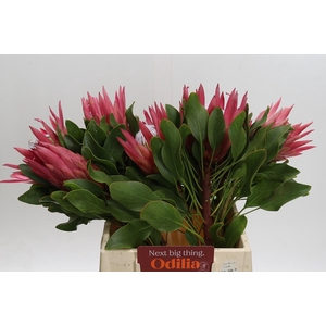 Protea Cynaroides Madiba