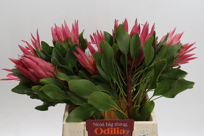 <h4>Protea Cynaroides Madiba</h4>