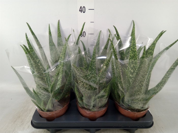 <h4>Aloe vera</h4>