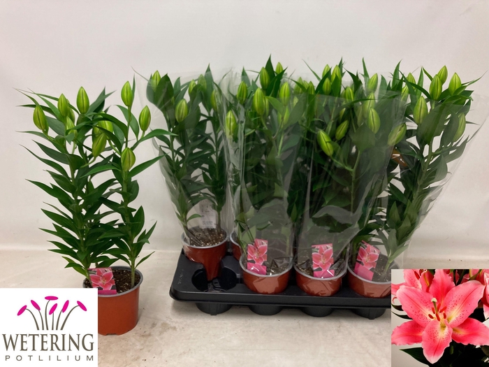 <h4>LIL OR SUNNY CAMINO</h4>