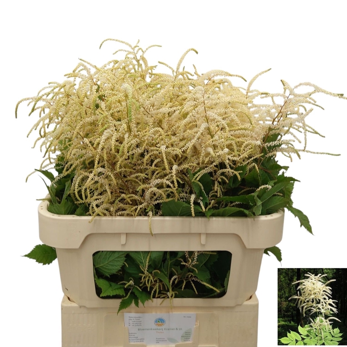 <h4>ARUNCUS DIOICUS</h4>