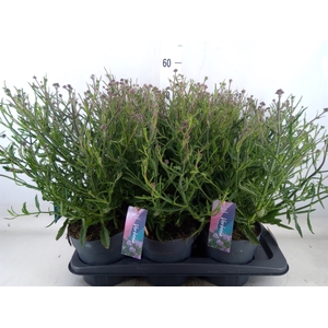 Verbena bonariensis