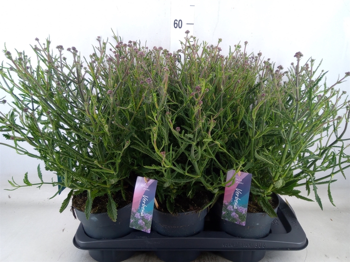 <h4>Verbena bonariensis</h4>