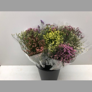 Mono Limonium Diamond Ass x5