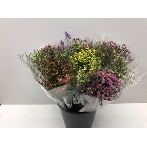 Limonium latifolium overig