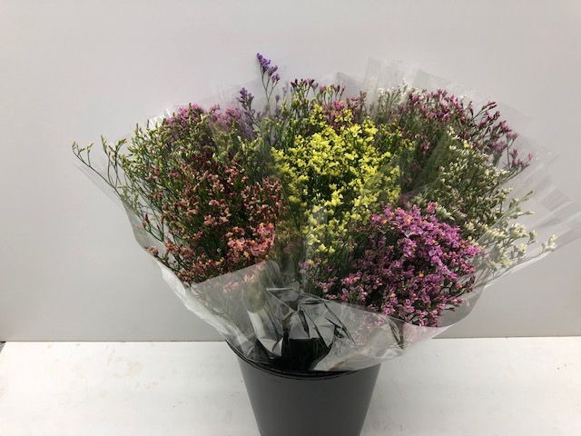 <h4>Limonium latifolium overig</h4>