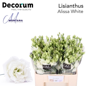 Lisianthus Alissa white 60cm