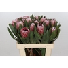 Protea Pink Ice