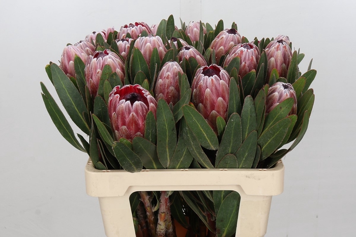 Protea Pink Ice