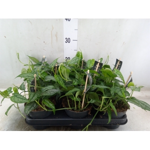 Monstera siltepecana