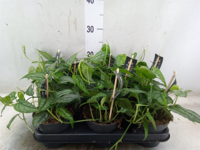 <h4>Monstera siltepecana</h4>